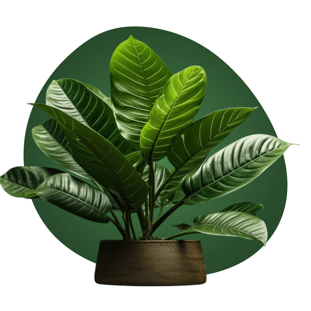 Plante Cywyc
